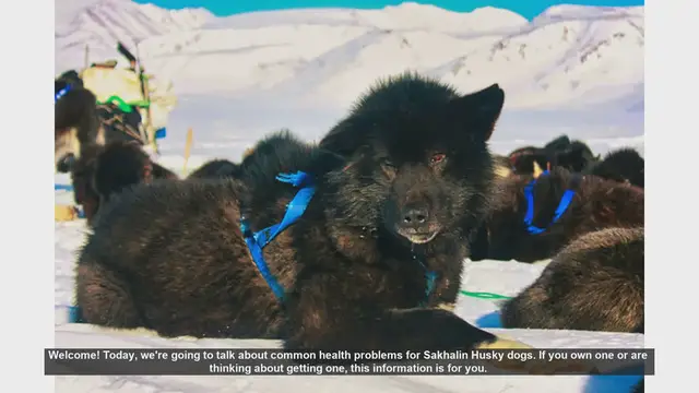 Video thumbnail for Common Health Problems in Sakhalin Husky Dogs