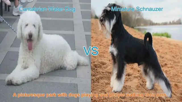 Video thumbnail for Comparing Cantabrian Water Dog and Miniature Schnauzer: A Comprehensive Guide