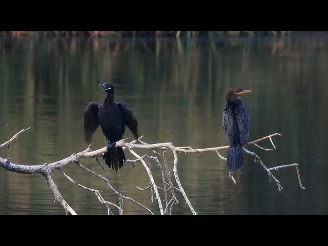 Video thumbnail for Rio Grande Snag