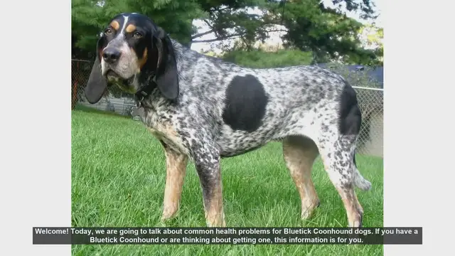 Video thumbnail for Common Health Problems in Bluetick Coonhounds: What You Need to Know