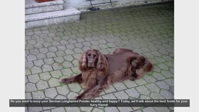 Video thumbnail for Top Foods to Keep Your German Longhaired Pointer Healthy and Happy