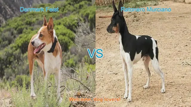 Video thumbnail for Dog Breed Comparison: Denmark Feist vs. Ratonero Murciano