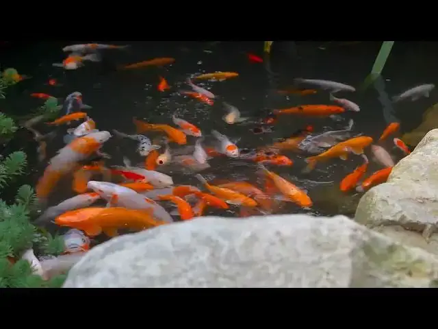 Video thumbnail for Koi Fish in Japanese Literature: Symbols of Strength and Beauty