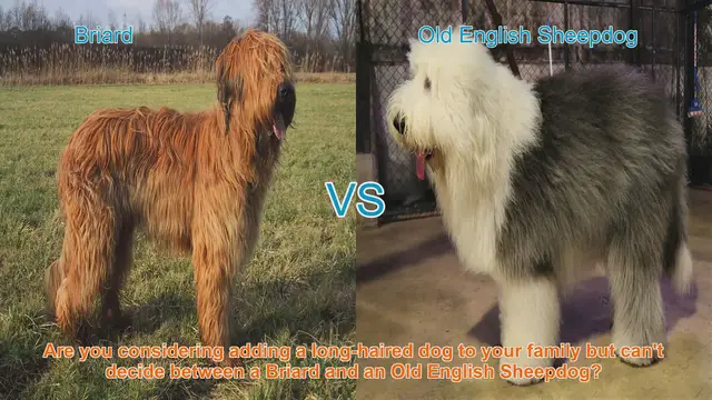 Video thumbnail for Briard vs. Old English Sheepdog: A Comparison of Long-Haired Breeds