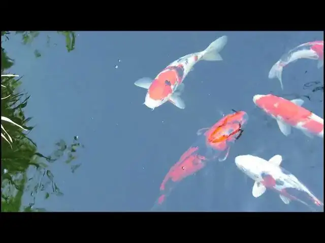 Video thumbnail for How to Clean Your Koi Pond with Fish Fry: A Step-by-Step Guide