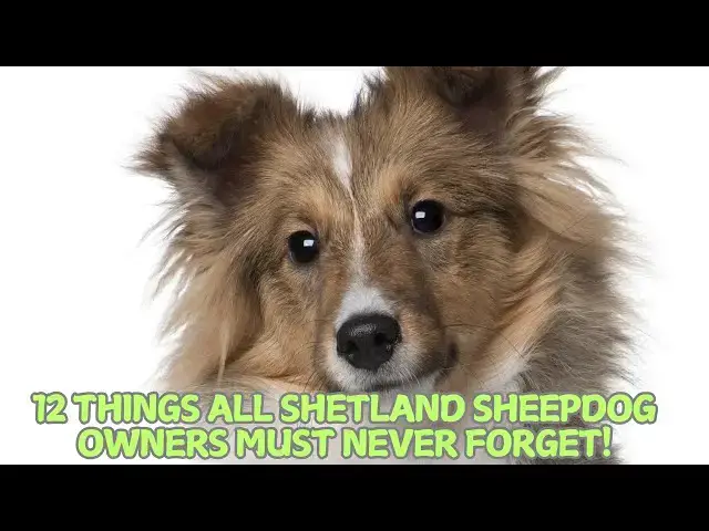 Video thumbnail for 12 Things All Shetland Sheepdog Owners Must Never Forget! 🐕✨