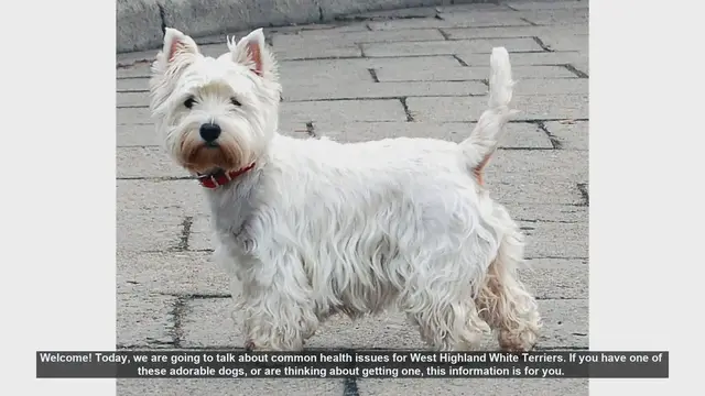 Video thumbnail for Common Health Issues in West Highland White Terriers