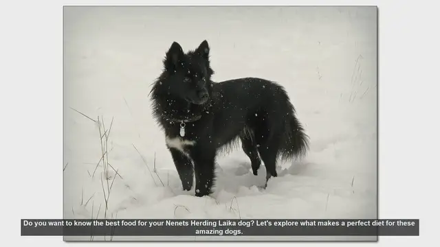 Video thumbnail for Best Diet for Your Nenets Herding Laika Dog