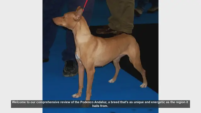 Video thumbnail for Podenco Andaluz: Pros and Cons of This Energetic Breed