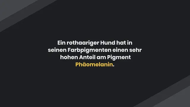 Video thumbnail for 24 Atemberaubende Rote Hunderassen (Mit Bildern)