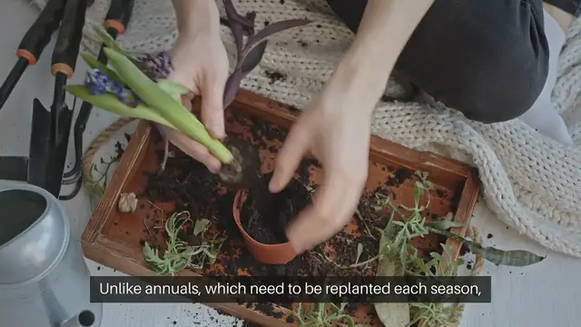 Video thumbnail for Best Perennials For Your Garden