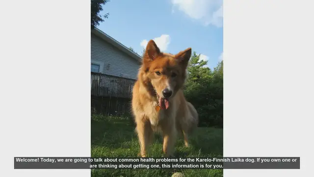 Video thumbnail for Common Health Problems in Karelo-Finnish Laika Dogs