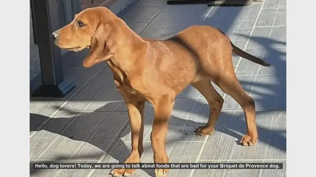 Video thumbnail for Dangerous Foods for Your Briquet de Provence Dog