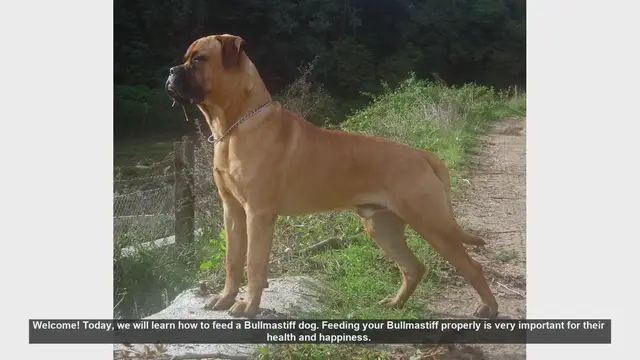 Video thumbnail for How to Properly Feed Your Bullmastiff: Essential Tips for a Healthy Dog