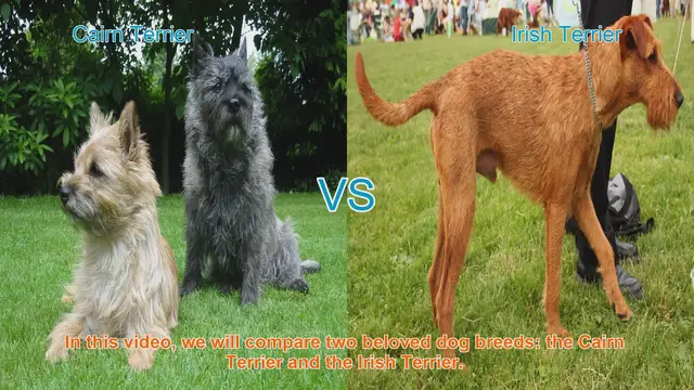 Video thumbnail for Cairn Terrier vs. Irish Terrier: A Comparison of Beloved Dog Breeds