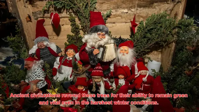 Video thumbnail for Why Are Evergreen Trees Used In Winter Celebrations?