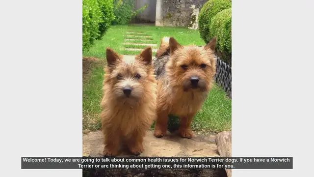 Video thumbnail for Common Health Issues in Norwich Terriers: What You Need to Know