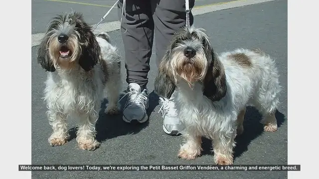 Video thumbnail for Top 10 Facts About the Petit Basset Griffon Vendéen