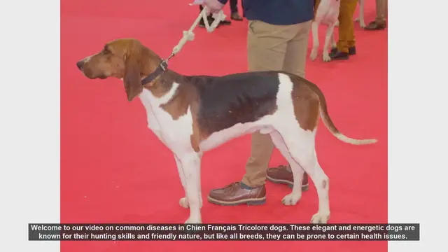Video thumbnail for Common Health Issues in Chien Français Tricolore Dogs