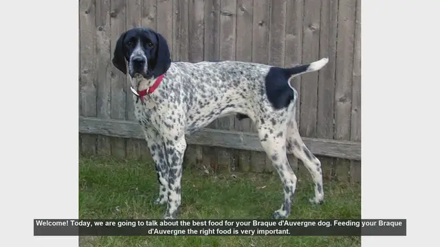 Video thumbnail for Best Food for Your Braque d'Auvergne: Essential Tips