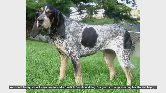 Video thumbnail for How to Properly Feed Your Bluetick Coonhound