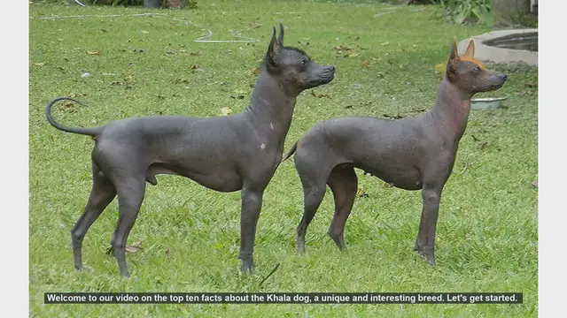 Video thumbnail for Top 10 Fascinating Facts About the Khala Dog