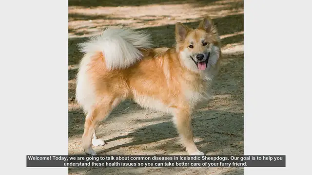 Video thumbnail for Common Health Issues in Icelandic Sheepdogs: What You Need to Know