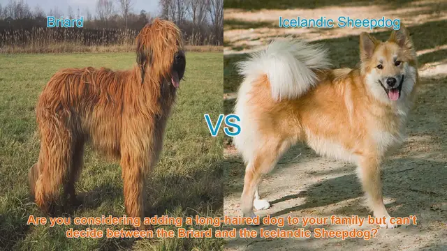 Video thumbnail for Briard vs. Icelandic Sheepdog: A Comprehensive Breed Comparison