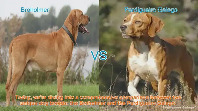 Video thumbnail for Broholmer vs. Perdigueiro Galego: A Comprehensive Breed Comparison