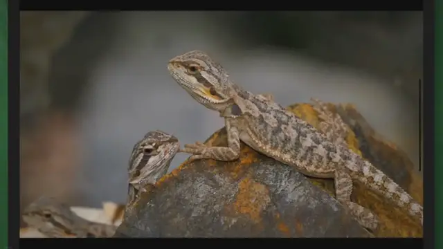 Video thumbnail for Amphibians vs Reptiles: A Comparative Study