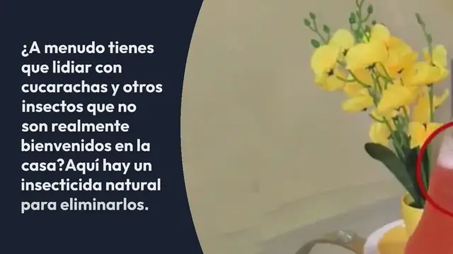 'Video thumbnail for No más cucarachas en la casa, insecticida y saborizante natural: huele todo'