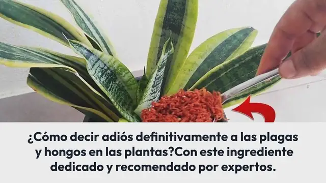 'Video thumbnail for Adiós plagas y hongos en las plantas, con este ingrediente no volverán'