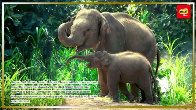 Video thumbnail for What are Some Sustainable Travel Practices for Minimizing Your Environmental Impact