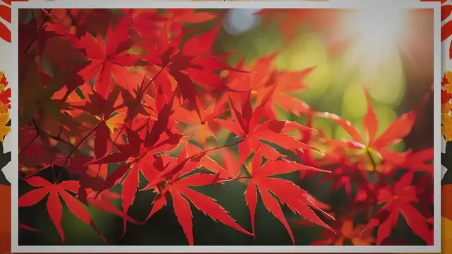 Video thumbnail for Japanese Maple Tree Pros & Cons [infoGraphic] - South Asian Research Publishing Organization (SARPO)