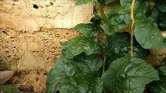 Video thumbnail for How to grow spinach from cuttings / Growing Malabar spinach in your home garden