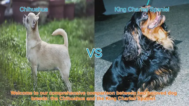 Video thumbnail for Chihuahua vs. King Charles Spaniel: A Comprehensive Breed Comparison