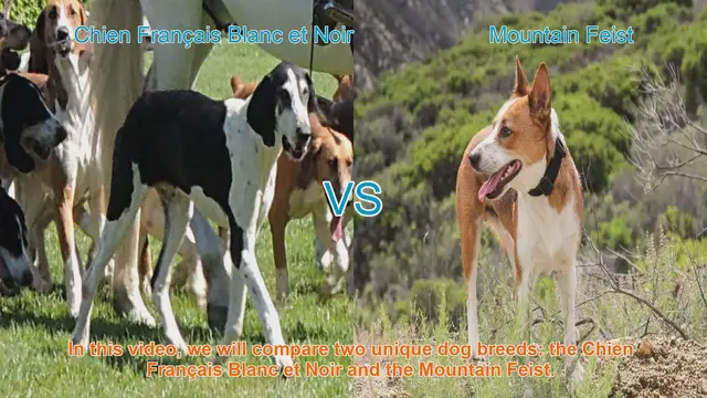 Video thumbnail for Comparing Chien Français Blanc et Noir and Mountain Feist Dog Breeds