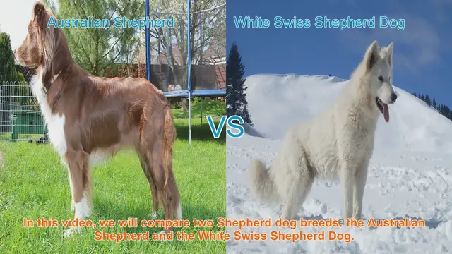 Video thumbnail for Australian Shepherd vs. White Swiss Shepherd Dog: Breed Comparison
