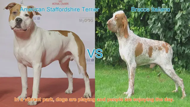 Video thumbnail for Breed Comparison: American Staffordshire Terrier vs. Bracco Italiano