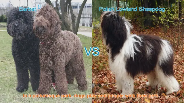 Video thumbnail for Barbet vs. Polish Lowland Sheepdog: A Comparison of Two Beautiful Breeds