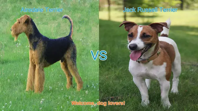 Video thumbnail for Airedale Terrier vs. Jack Russell Terrier: A Comparison Guide