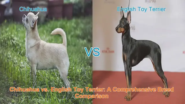 Video thumbnail for Chihuahua vs. English Toy Terrier: A Comprehensive Breed Comparison