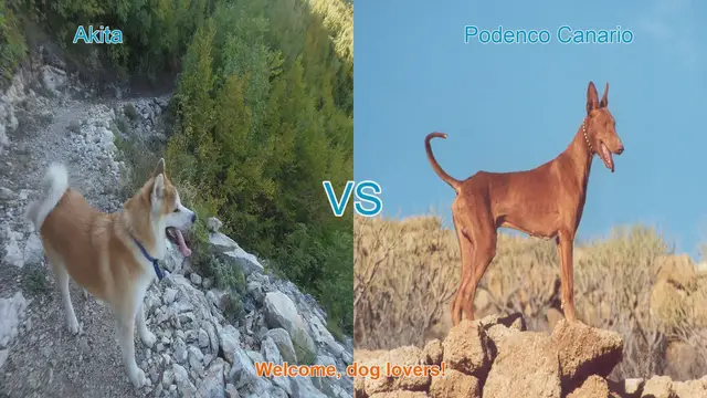 Video thumbnail for Akita vs. Podenco Canario: A Comparison of Two Distinct Dog Breeds