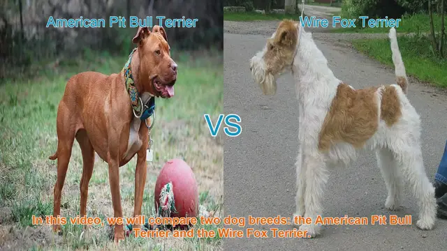 Video thumbnail for American Pit Bull Terrier vs. Wire Fox Terrier: A Breed Comparison