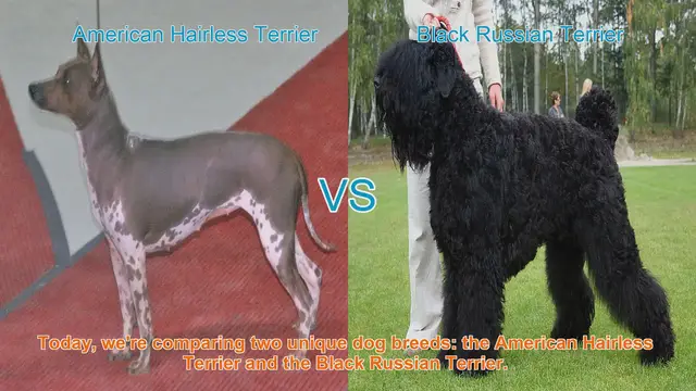 Video thumbnail for American Hairless Terrier vs. Black Russian Terrier: A Breed Comparison