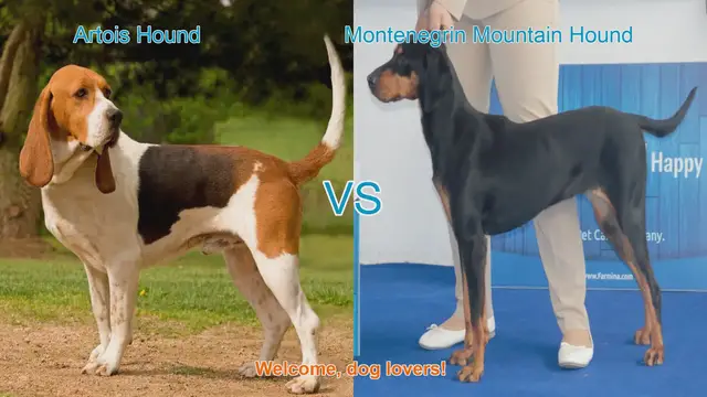 Video thumbnail for Artois Hound vs. Montenegrin Mountain Hound: A Unique Dog Breed Comparison
