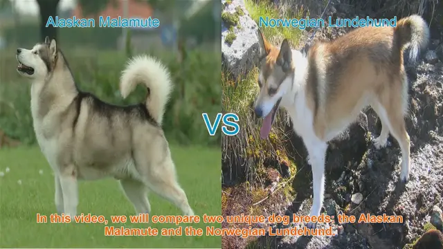 Video thumbnail for Alaskan Malamute vs. Norwegian Lundehund: A Comparative Guide