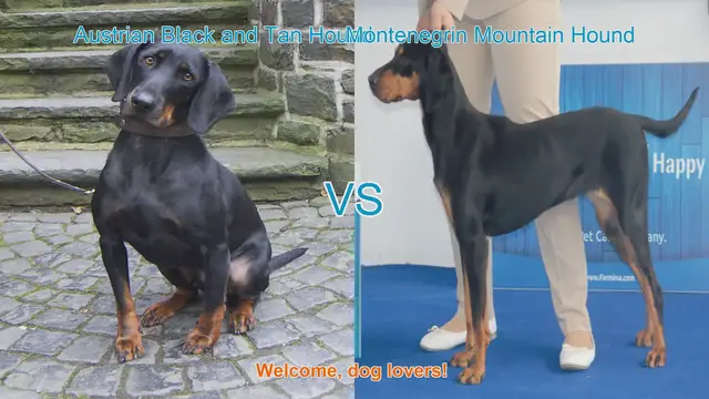 Video thumbnail for Austrian Black and Tan Hound vs. Montenegrin Mountain Hound: A Comparison