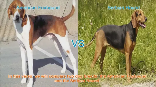 Video thumbnail for American Foxhound vs. Serbian Hound: A Comprehensive Comparison