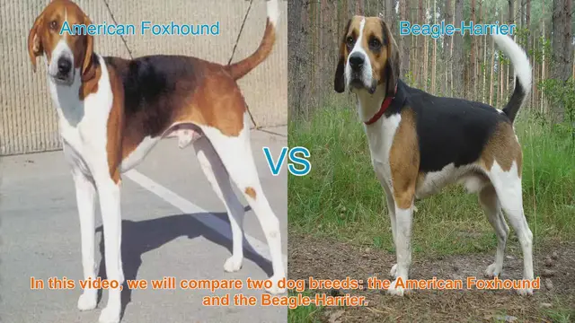 Video thumbnail for American Foxhound vs. Beagle-Harrier: A Comprehensive Comparison